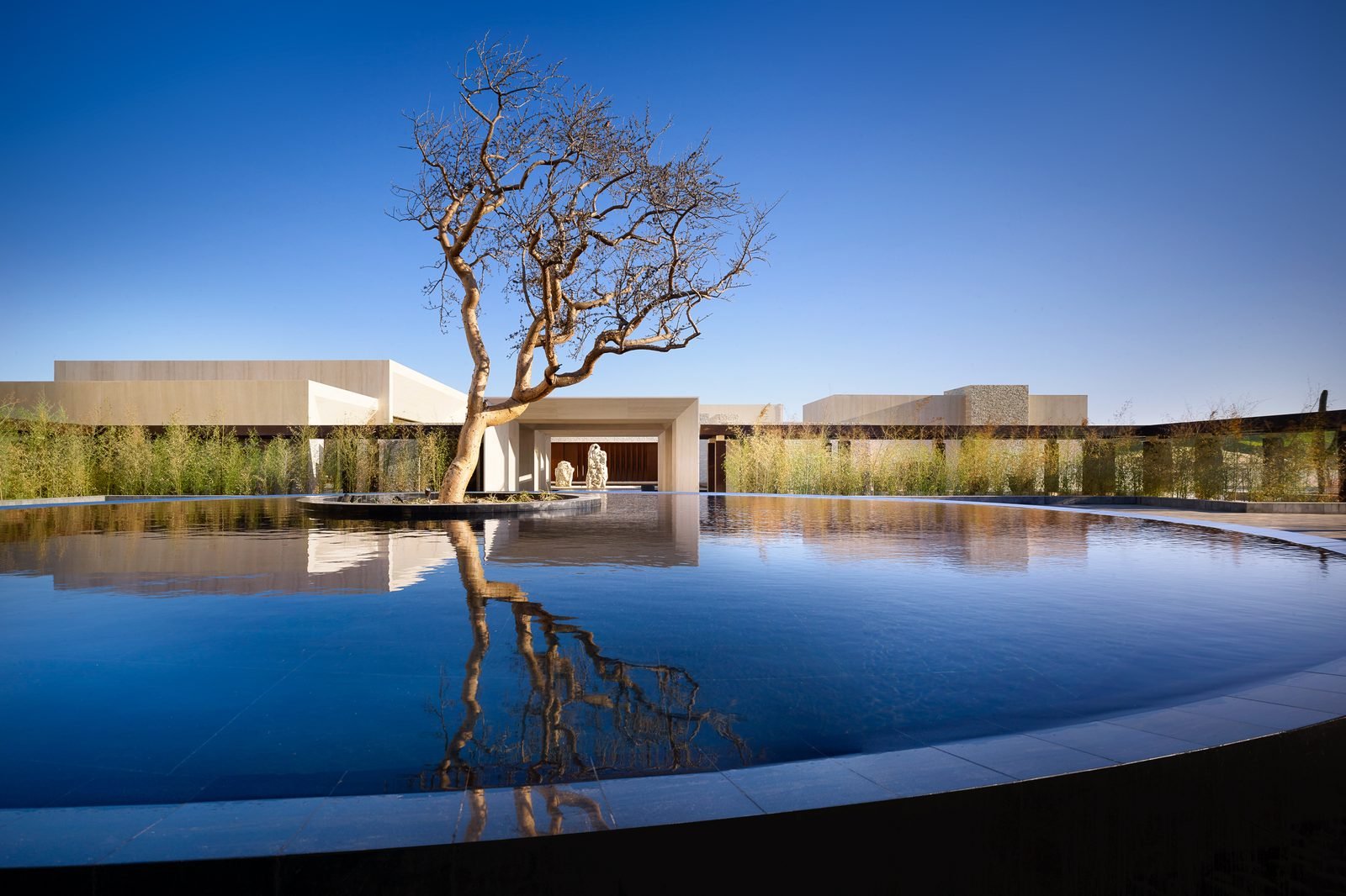Alberca infinita con un árbol solitario y el cielo azul de Los Cabos