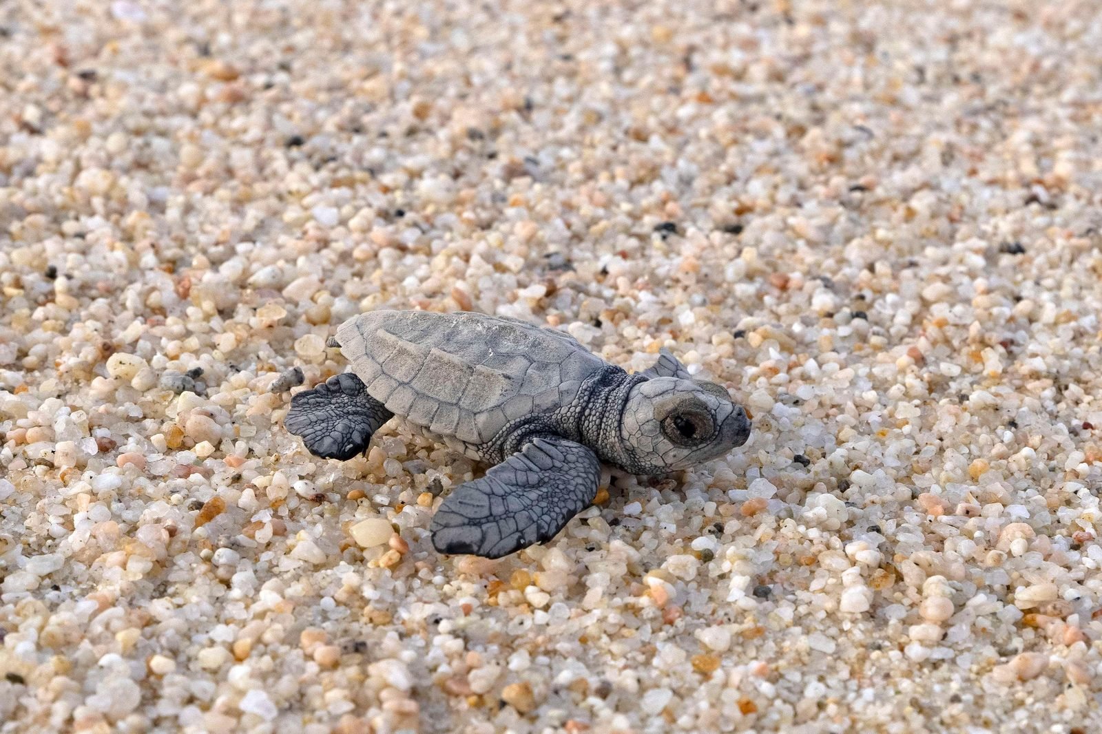 Una cría de tortuga en la arena