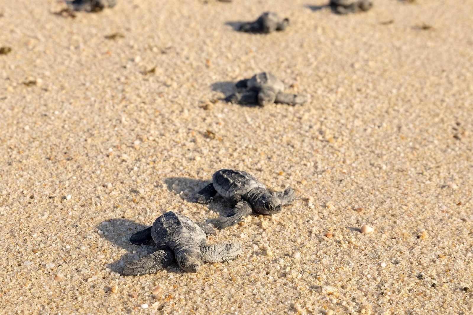 Crías de tortuga caminando en la arena hacia el mar