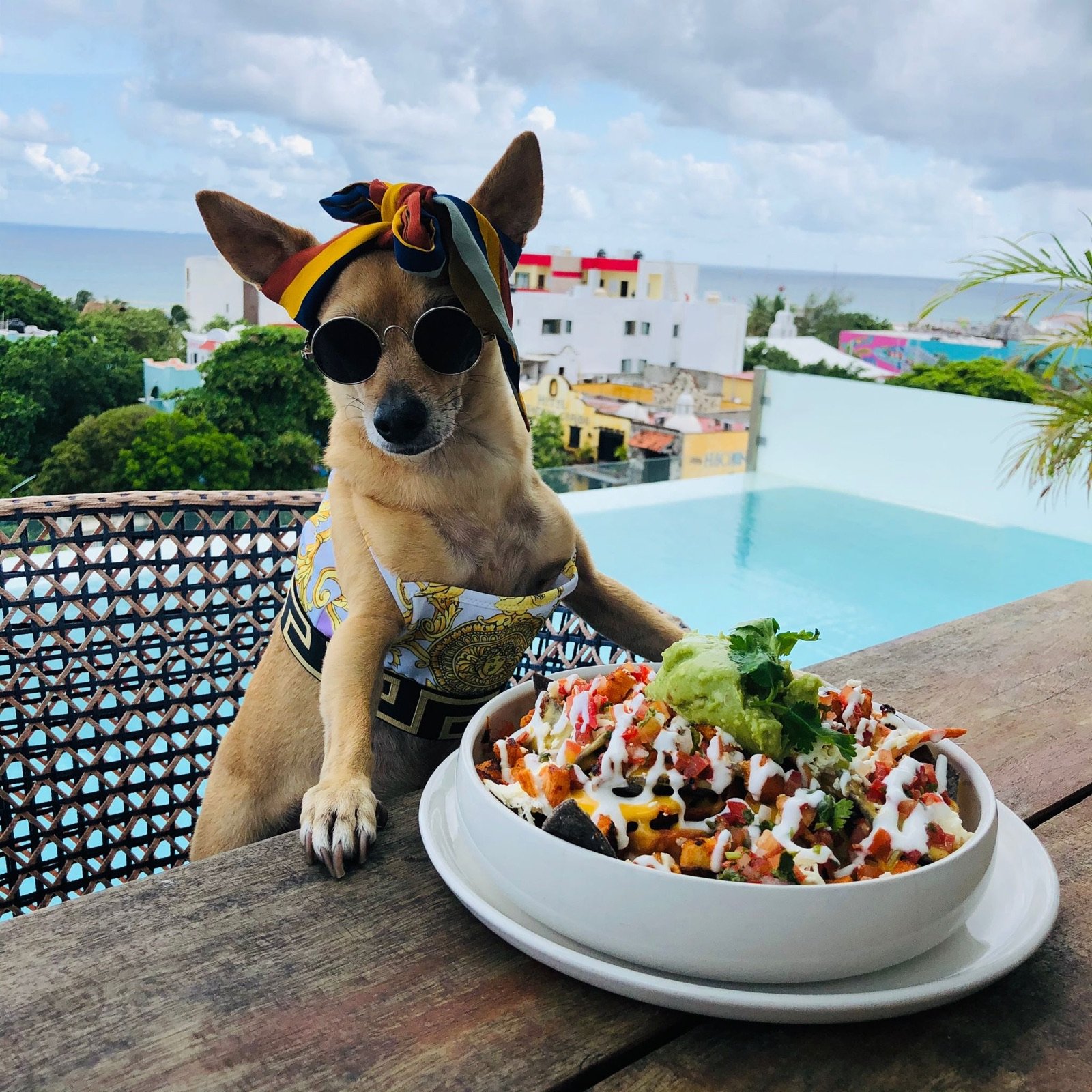 Un perrito chihuahua con gorra junto a un plato de comida en el rooftop