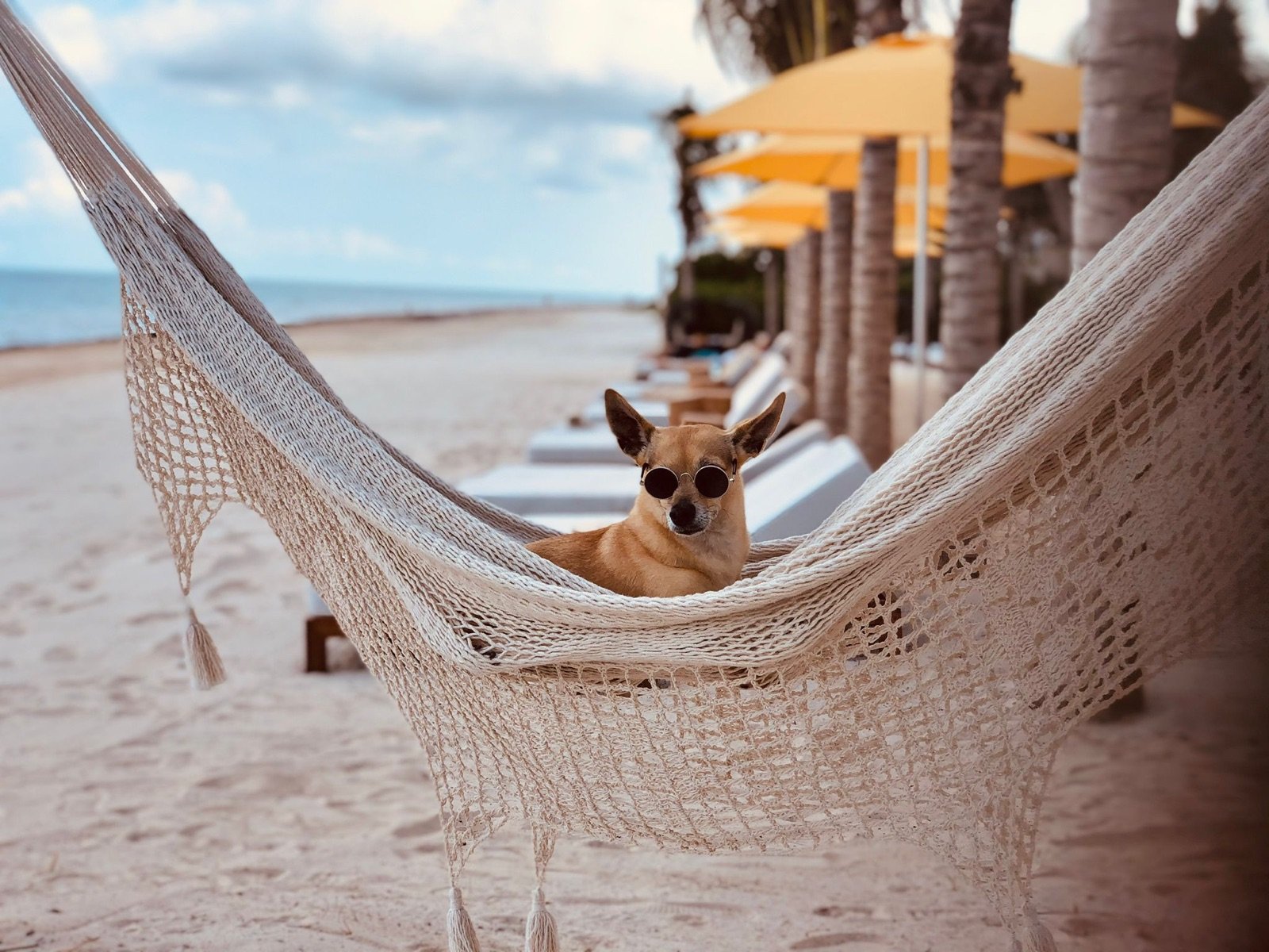 Un perrito chihuahua descansa en una hamaca en la playa