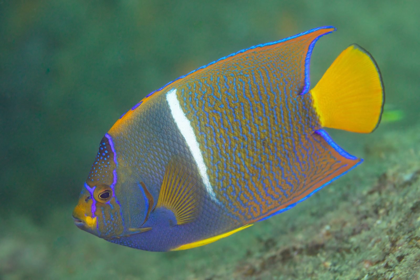 Un pez ángel real de colores azul y amarillo en el arrecife de Cabo Pulmo