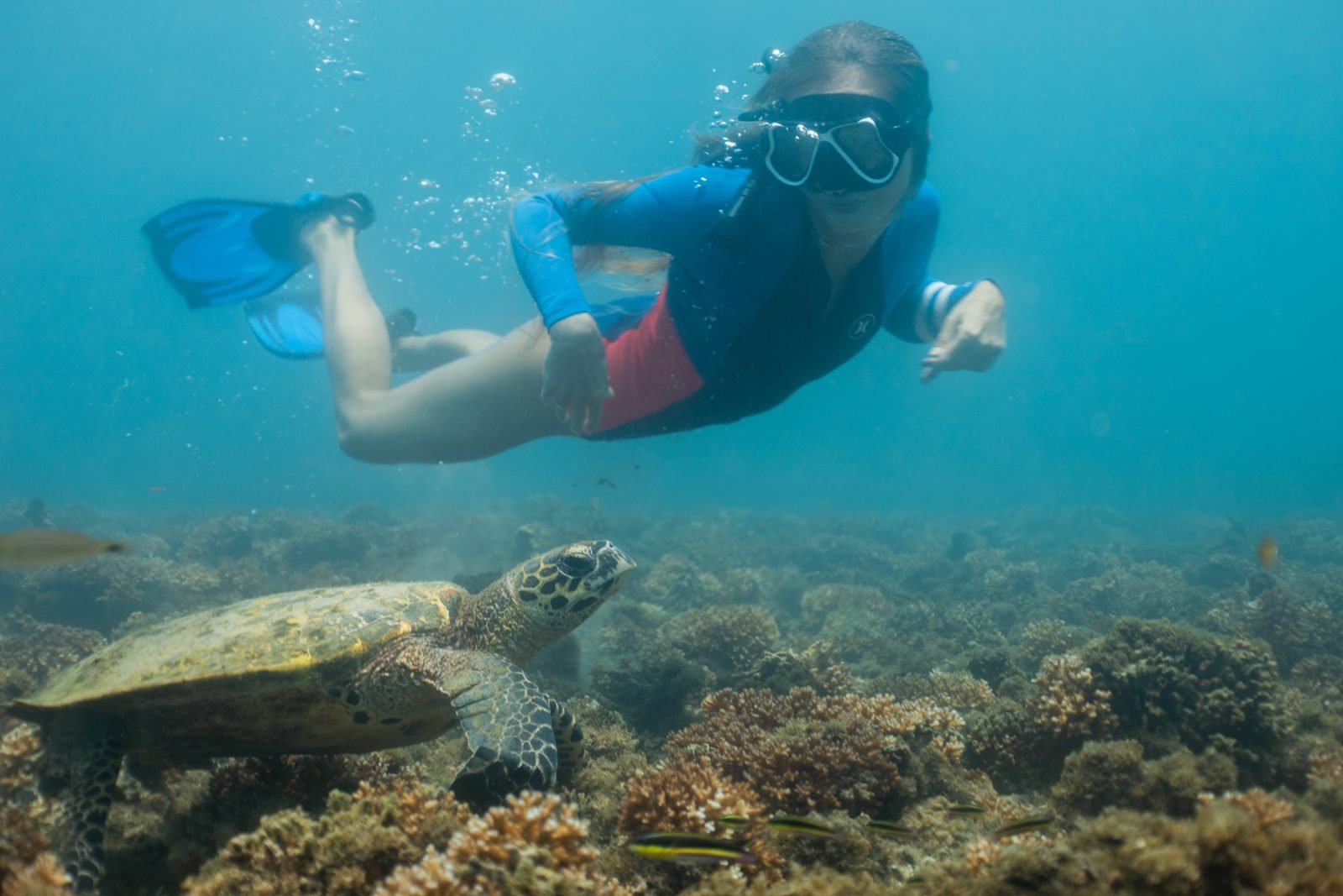 Una mujer hace snórquel sobre una tortuga marina en el arrecife de Coiba